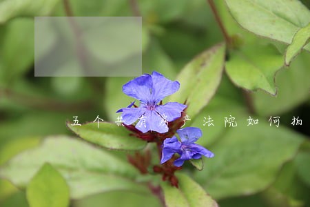 五个共有房产法院如何拍卖 五个共有房产法院如何拍卖