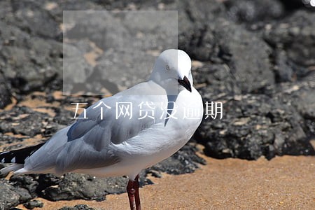 五个网贷没逾期