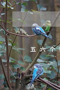五六个网贷没逾期影响贷款吗 五六个网贷没逾期影响贷款吗