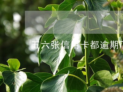五六张信用卡都逾期了 五六张信用卡都逾期了