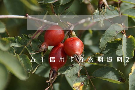 五千信用卡分六期逾期2年 五千信用卡分六期逾期2年
