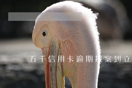 五千信用卡逾期报案到立案 五千信用卡逾期报案到立案