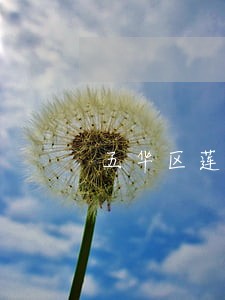 五华区莲华街道律师推荐 五华区莲华街道律师推荐