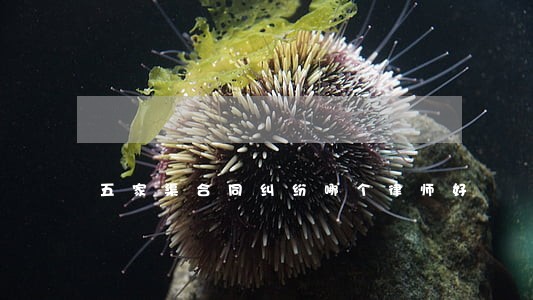 五家渠合同纠纷哪个律师好