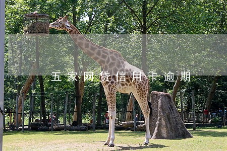 五家网贷信用卡逾期 五家网贷信用卡逾期