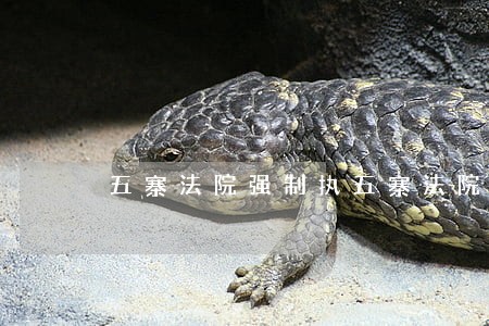 五寨法院强制执五寨法院强制执行 五寨法院强制执五寨法院强制执行