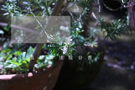 五常市法院公告