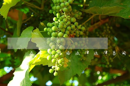 五常市网络法律法律咨询热线 五常市网络法律法律咨询热线