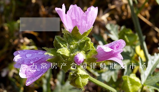 五常房产合同律师批发市场 五常房产合同律师批发市场