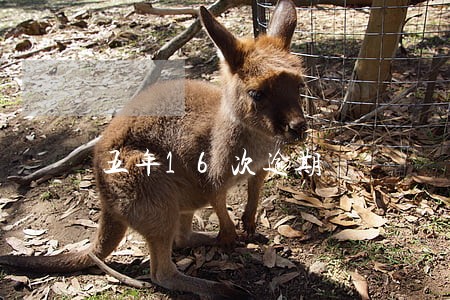 五年16次逾期