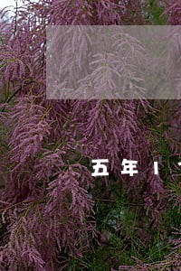 五年17个月逾期 五年17个月逾期