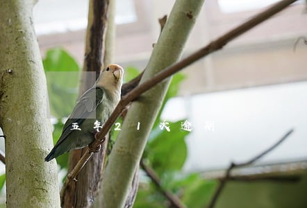 五年21次逾期