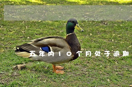 五年内10个月处于逾期状态 五年内10个月处于逾期状态