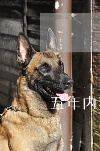 五年内不能有12次逾期 五年内不能有12次逾期