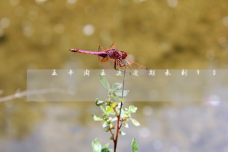 五年内五次逾期未到90天 五年内五次逾期未到90天