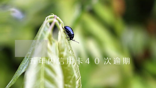 五年内信用卡40次逾期