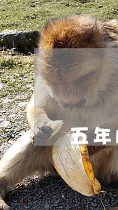 五年内信用卡逾期11次 五年内信用卡逾期11次