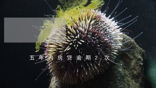 五年内房贷逾期2次 五年内房贷逾期2次