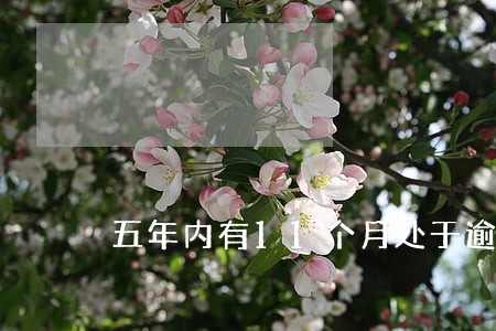五年内有11个月处于逾期状态 五年内有11个月处于逾期状态
