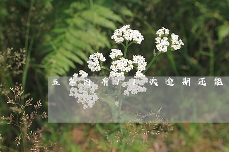 五年内有11次逾期还能房贷吗