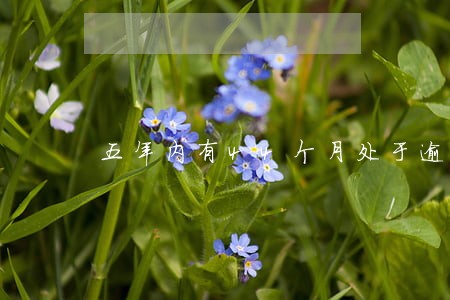 五年内有44个月处于逾期