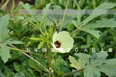 五年内没有90天以上逾期 五年内没有90天以上逾期