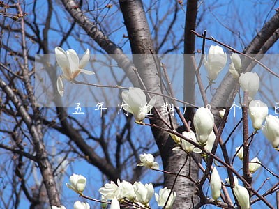 五年内逾期10个月已还 五年内逾期10个月已还