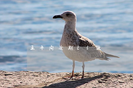五年内逾期25次
