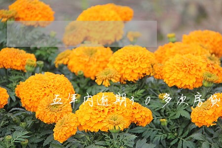 五年内逾期30多次房贷还能批吗 五年内逾期30多次房贷还能批吗