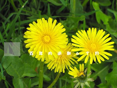 五年内逾期6个月 五年内逾期6个月