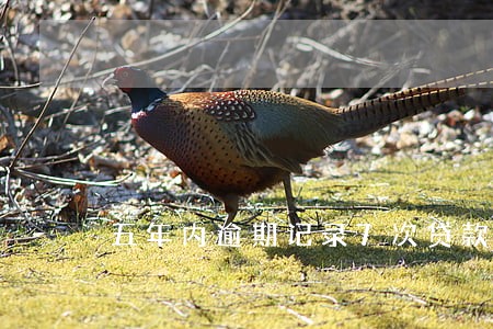 五年内逾期记录7次贷款已还清