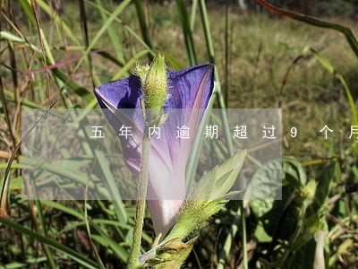 五年内逾期超过9个月 五年内逾期超过9个月