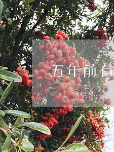 五年前有过信用卡逾期 五年前有过信用卡逾期