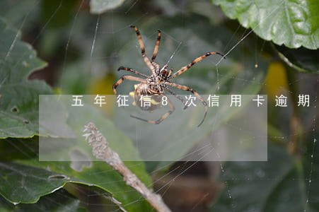 五年征信8次信用卡逾期 五年征信8次信用卡逾期