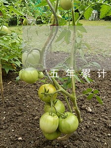 五年累计逾期23个月