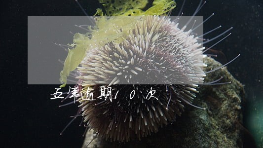 五年逾期10次 五年逾期10次