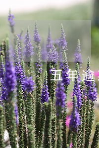 五年逾期40次 五年逾期40次