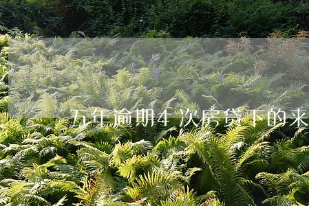五年逾期4次房贷下的来吗 五年逾期4次房贷下的来吗