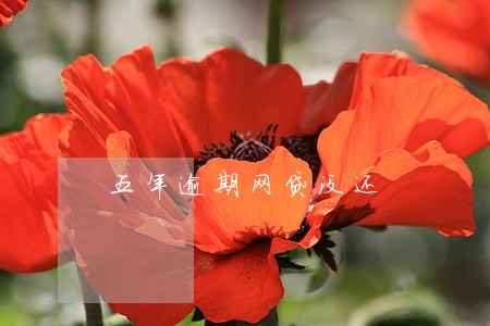 五年逾期网贷没还 五年逾期网贷没还