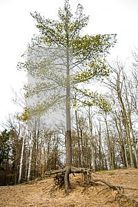 五张信用卡逾期怎么办 五张信用卡逾期怎么办