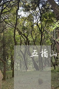 五指山债权债务纠纷律师
