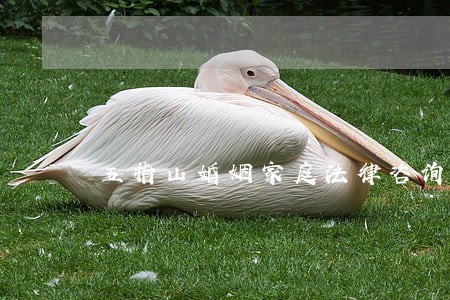 五指山婚姻家庭法律咨询 五指山婚姻家庭法律咨询