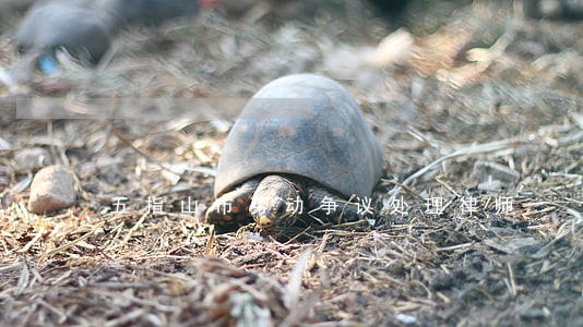 五指山市劳动争议处理律师