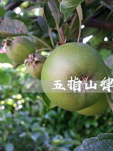 五指山律师推荐