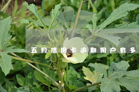 五月信用卡逾期用户有多少 五月信用卡逾期用户有多少