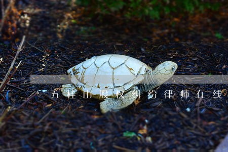 五桂山股权纠纷律师在线免费咨询 五桂山股权纠纷律师在线免费咨询