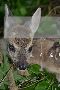 五次逾期能贷款吗 五次逾期能贷款吗