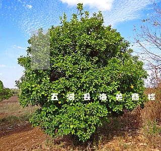 五河县海关商检律师在线免费咨询 五河县海关商检律师在线免费咨询