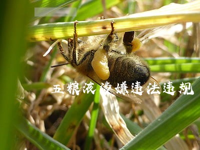 五粮液涉嫌违法违规 五粮液涉嫌违法违规