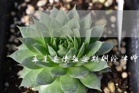 五莲县债务逾期纠纷律师 五莲县债务逾期纠纷律师